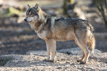 Obraz premium Grey Wolf Animal