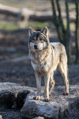 Grey Wolf Animal