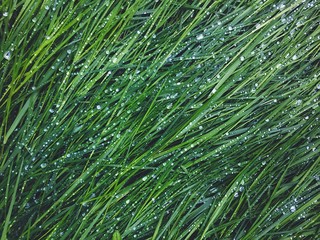 Fototapety  zielony trawnik