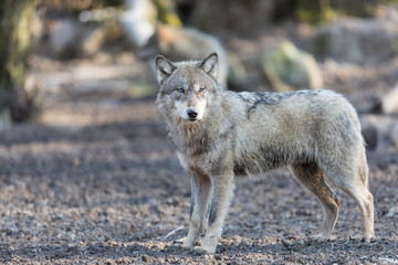 Obraz premium Grey Wolf Animal