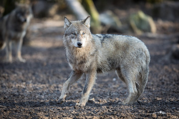 Grey Wolf Animal