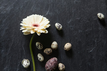 Obraz na płótnie Canvas Simple easter decoration with eggs, yellow gerbera flower on dark stone