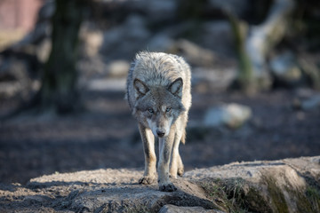 Fototapeta premium Grey Wolf Animal