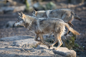 Fototapeta premium Grey Wolf Animal