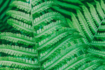 Natural background from green leaf of fern close up