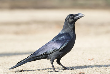 Crow on dried lawn in winter.
