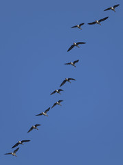 Wild geese flying in formation in blue sky