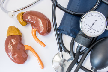 Kidneys and high or low blood pressure concept. Human kidney figures close to stethoscope and sphygmomanometer. Role and impact of kidneys and urinary system in regulation of arterial blood pressure