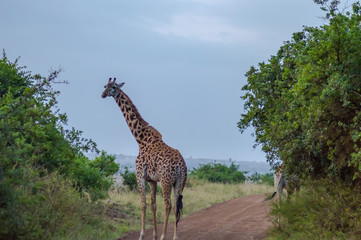 Giraffe isolated in savannah of Nairobi park in Kenya