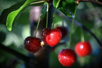 cherries on the tree