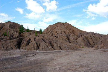the trees on the sand hills