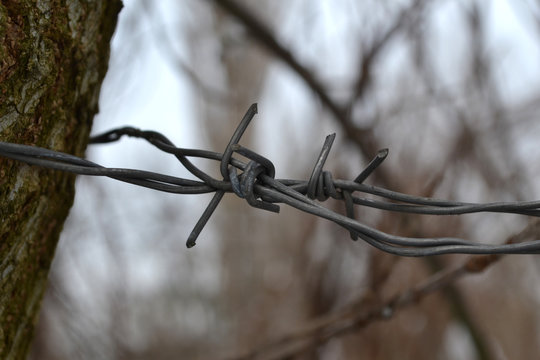 Barbed wire outdoor.