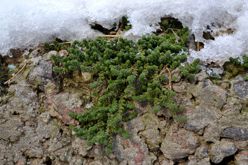Succulents plant growing from stone and covered by snow.