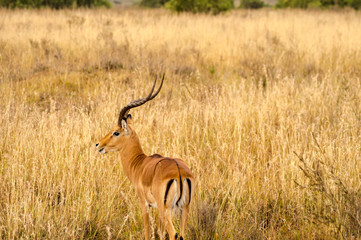 Impala in the savannah scrub of Nairobi Park in Kenya