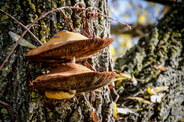 mushrooms grow on the tree
