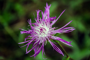 burdock