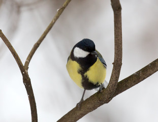 great tit on small bate branch