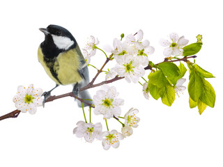 Obraz premium great tit on cherry tree blossoming branch isolated on white