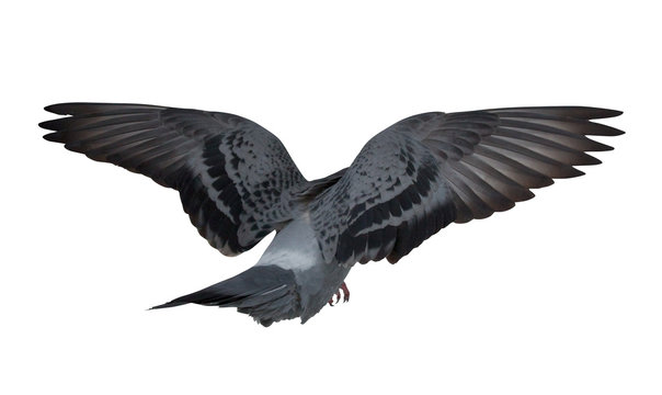 isolated dark dove in flight