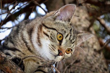 a cat on a tree