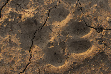 Earth dehydrated by the sun. The bottom of the dried up lake. Traces of the predator on the cracked earth.