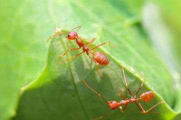 Ants, ant, or ants are easily found in Asia. Because there are everywhere. The animal is orange. Followed by green trees. The ants are grouped together as a community.