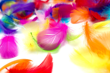 Fototapeta na wymiar Multi-colored feathers on a white background