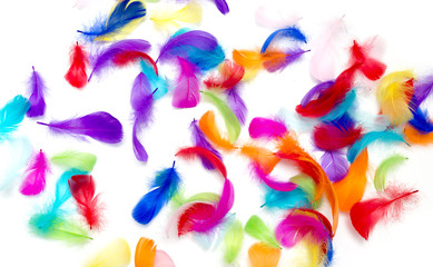 Multi-colored feathers on a white background