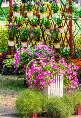 Fototapeta na wymiar Cozy home garden on summer./ Cozy home flower garden and flower pot on summer. 