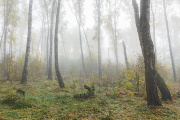 Obraz premium Misty morning in the woods in the fall. Morning, autumn.