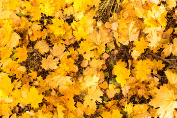 Naklejka na ściany i meble Yellow leaves on the ground in autumn