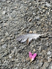 Feather and heart