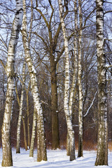 Oak tree growing among birches in the Moscow city Park. Winter, clear, Sunny, frosty day.