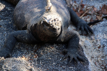 Riesen Echsen auf den Galapagos Inseln