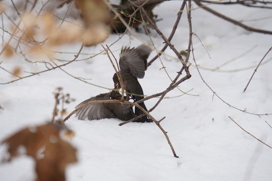V&ouml;gel beim K&auml;mpfen/balzen im Winter
