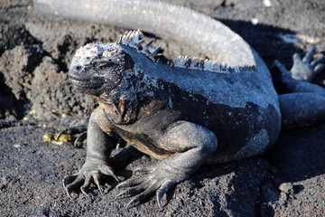 Riesen Echsen auf den Galapagos Inseln