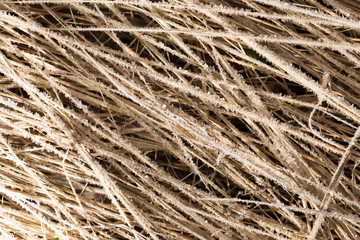 Small snowflakes on dry grass as background
