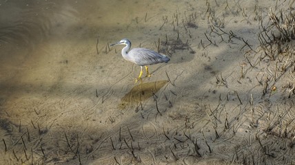 Wasservogel in Australien