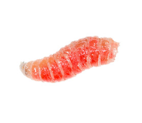red worm of maggots on a white background
