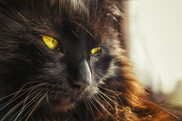 Close up of adult black (Chantilly Tiffany) cat with beautiful yellow-green eyes ,relax at home. ...