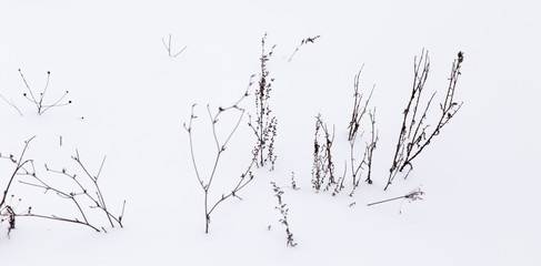 Dry grass in snow on nature in winter