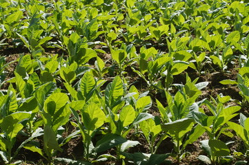 Tobacco plantation