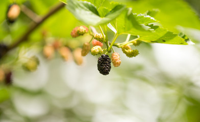 Mulberry berries on a tree in the nature