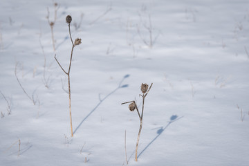 Dry plant in the snow