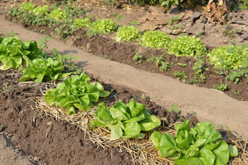 Lettuce heads on a field