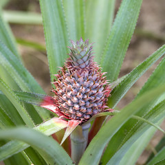 Fototapeta premium Pineapple tropical fruit in island Koh Phangan, Thailand. Close up