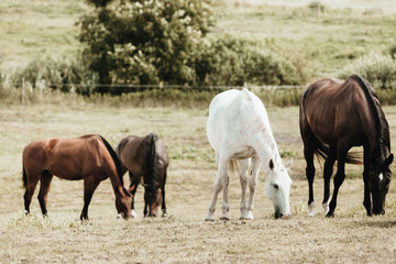 Horses herd on meadow field during summer