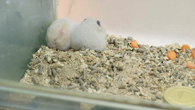 Cute decorative rats in aquarium eating carrot