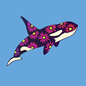 Killer whale with pink daisy flowers print on skin, hand drawn doodle sketch, isolated vector color illustration on blue background