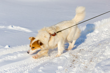 A dog walks in the snow in the winter